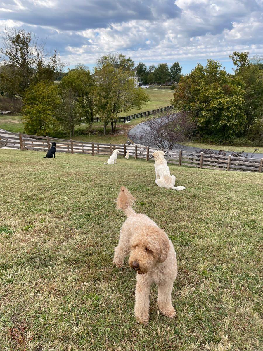 Dogs resting together in a fenced yard