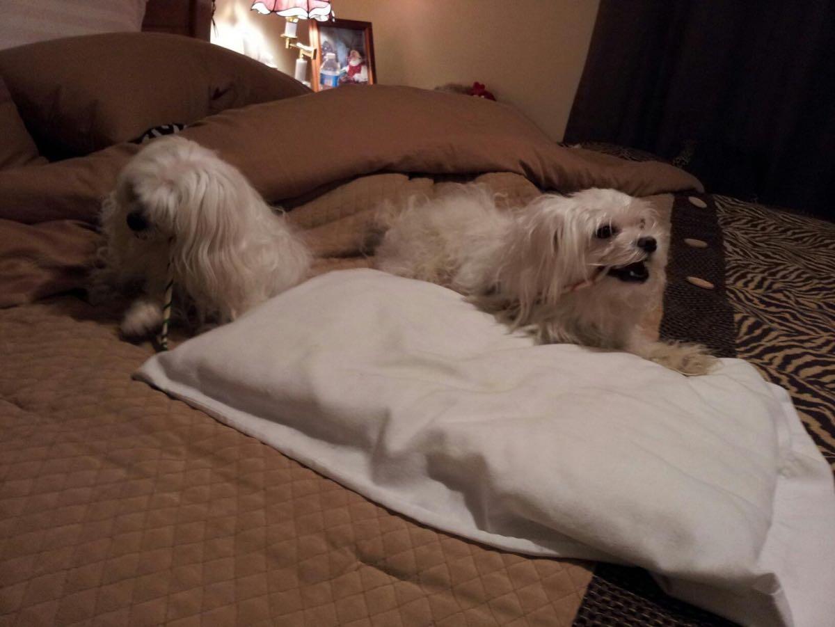 Two small dogs resting on a bed at home